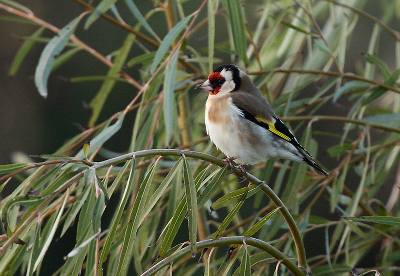 Cardellino